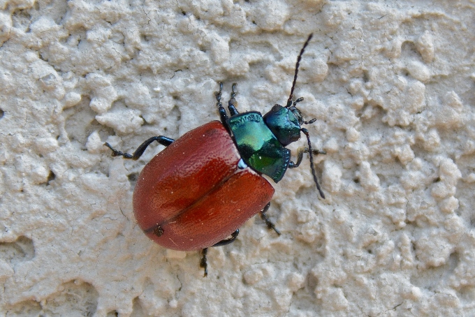 Chrysolina grossa da confermare: s.